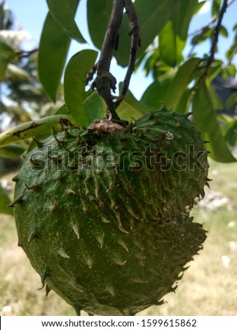 Baby Annona muricata, Soursop fruit (Sugar Apple, Prickly Custard Apple) in the tree. A picture of soursop fruit before been cut and eat. Healthy food for medicine