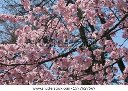 Spring cherry tree in Hokkaido, Japan