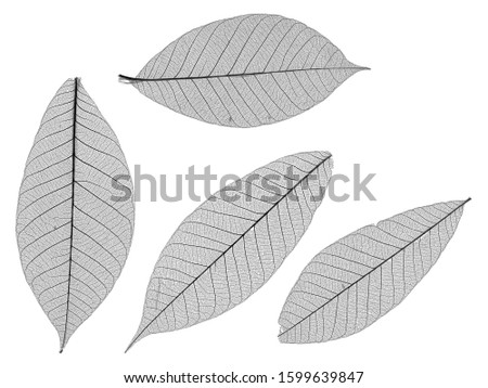 A high res pic of four skeletal leaves with great detail	