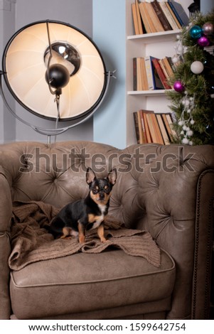 Mini black beige white chihuahua on grey sofa. black brown white chihuahua. A pet is sitting at home on the couch. Mini Chihuahua breed in an armchair or sofa. Well-groomed thoroughbred dog