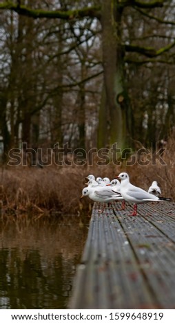Young white Birds standing beside a lack in a park in autumn season.