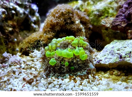 Bio-hazard bounce mushroom beautiful soft coral