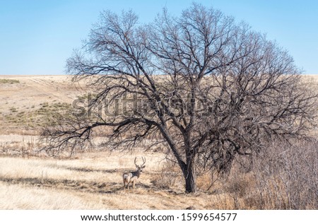 Mule Deer in Colorado field.