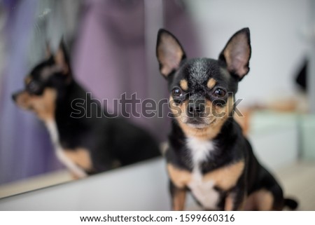 Mini black beige white chihuahua. black brown white chihuahua. A pet is sitting at home. Well-groomed thoroughbred dog. Portrait of a dog. Pet at home. Chihuahua indoors