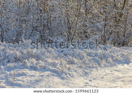 Christmas tree branch with snow, winter fairy tale