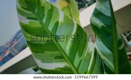 very beautiful banana leaf in green colour