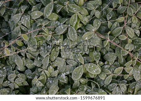 Close-up picture of green leaves of Vinca minor with first snow on them in frosty garden. Late autumn, early winter horizontal picture for background