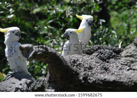 Yellow crested Cockatoo at their natural habitat