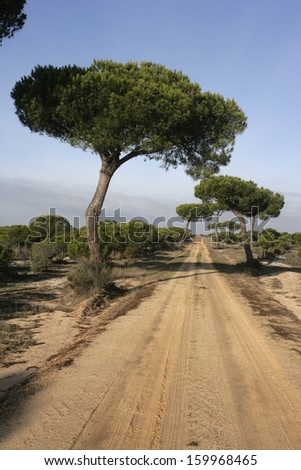 Coto Donona National Park, West Andalucia, Spain Stone Pine (Pinus pinea) forest in Western part of park