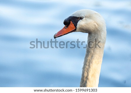 Mute Swan (Cygnus olor) on a lake, Gijon, Asturias, Spain.
