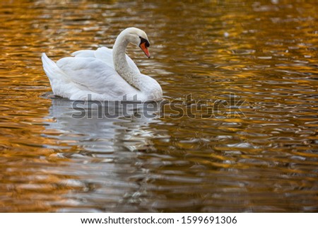 Mute Swan (Cygnus olor) on a lake, Gijon, Asturias, Spain.