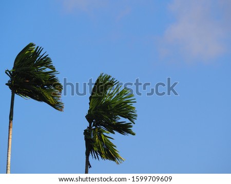 betel palm trees with blue sky background. 