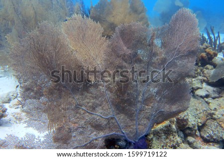 huge Gorgonian Sea Fan in Bonaire