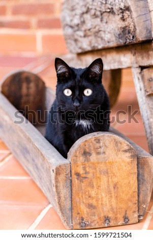 Photograph of cat burrowed in its corner