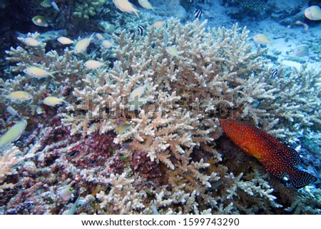 Beautiful colorful coral garden in the Maldives with a Gem perch