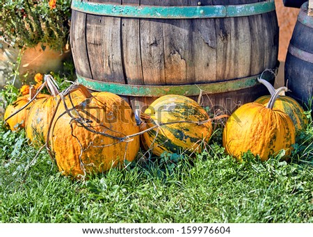 Pumpkins ready for haloween