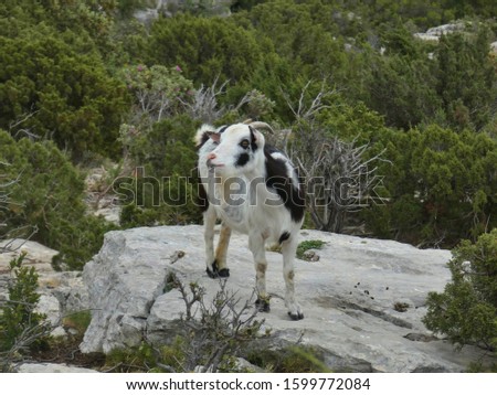 Photo of a goat on its rock. The picture of this animal was taken on a hill of Provence in the Alpilles.