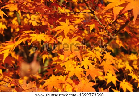 red yellow and orange maple leaf red autumn sunset tree blurred background in Japan traveling