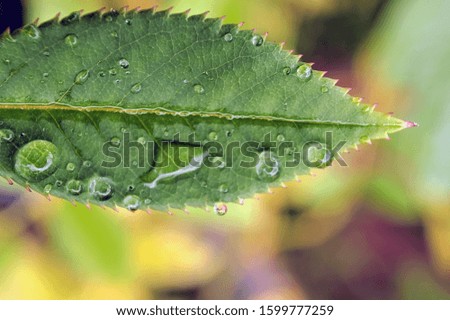 Very beautiful creative drops of water on green leaves close up macro