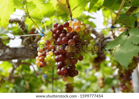 Vineyard in tropical country,
Grapes of various colors by natural methods.