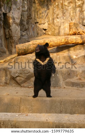 a leisurely picture of a bear