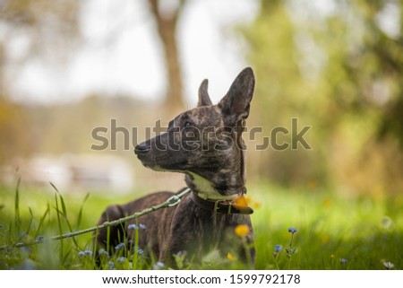 Podenco dog in the Park