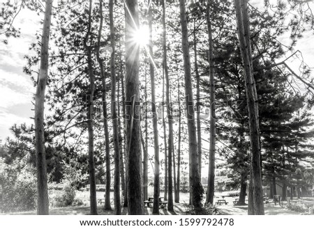 A dramatic nature scene with the sun coming though straight pine trees causing lines of shadows