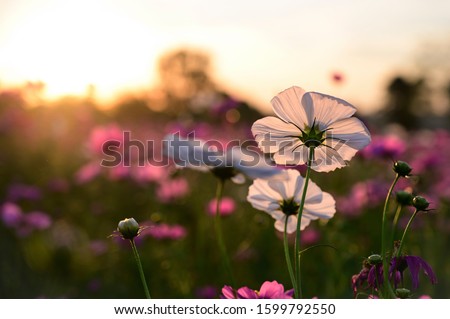Focus on a white cosmos flower in backlight at sunset Royalty-Free Stock Photo #1599792550