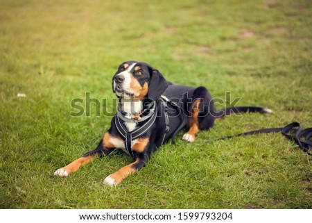 Entlebucher mountain Dog lying at the grass