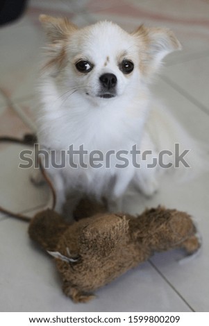 Chihuahua dog with white and brown fur.Chihuahua dog with his toy