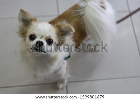 Chihuahua dog with white and brown fur