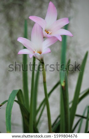 Zephyranthes Lily, Rain Lily, Fairy Lily, Little Witches