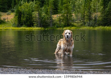 close up of a beautiful dog similar to the golden retriever that plays in the water. with the sprays and the drops on its long hair
