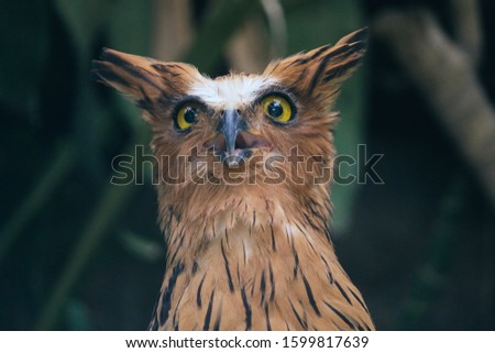 Buffy fish owl (Ketupa ketupu) also called the Malay fish owl