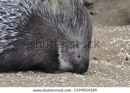 The Indian crested porcupine (Hystrix indica) is native to southern Asia and the Middle East.