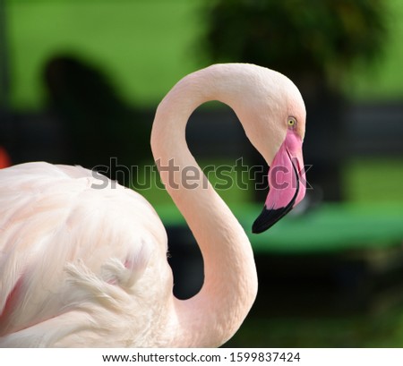 The Greater Flamingo or Phoenicopterus ruber roseus inhabits Africa and Middle East Asia.The largest flamingo type.The feathers are pinkish white and have red patches. Beautiful profile picture.