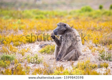 Baboon sitting in fynbos vegetation in a "thinker's pose", De Hoop Nature Reserve, South Africa