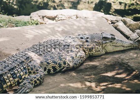 Saltwater crocodile (Crocodylus porosus) or Saltwater crocodile or Indo Australian crocodile or Man-eater crocodile. sunbathing at the swamp. Royalty-Free Stock Photo #1599853771