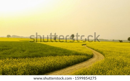 bewtifull road bedside yellow Rape golden sky natural moment