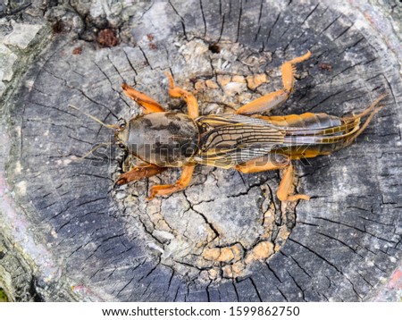 Gryllotalpa gryllotalpa On the cut of the old stump. Pest of garden plantations