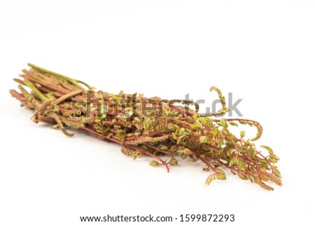 Caesalpinia mimosoides Lamk., Vegetables and herbs have medicinal properties.