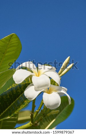 Plumeria flowers and leaves on blue sky background.