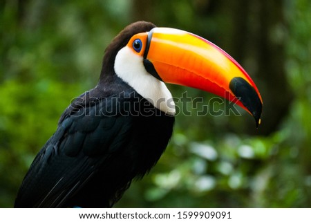 Toucan (Ramphastidae): Tropical and exotic birds of Iguazu National Park Argentina and Brazil