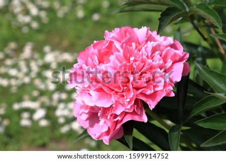 Peony flower. Peonies have been known in the culture of mankind for over 2000 years. Peony (Latin: Paeónia).