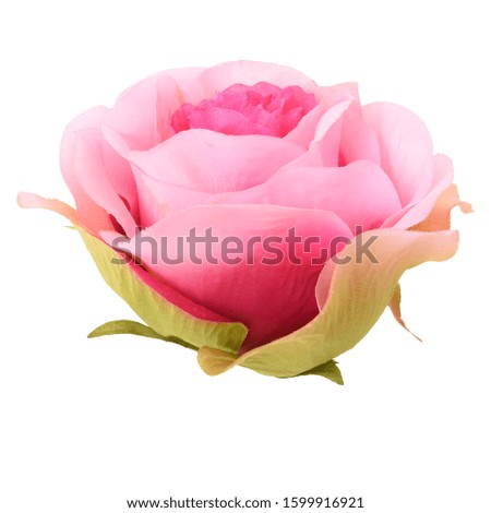 Rose head on a white background.