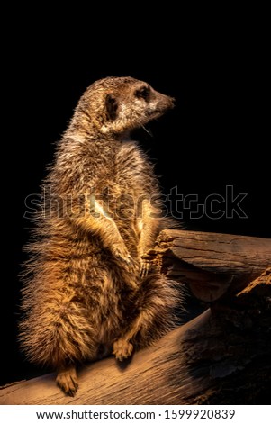 full body view of a standing meerkat