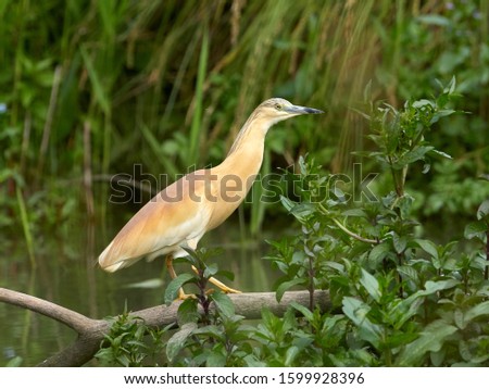 golden heron in natural habitat (ardeola ralloides)