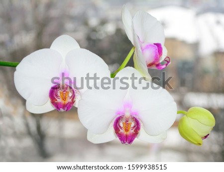 White orchid on a gray background