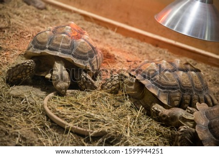 turtles feeding in petting zoo