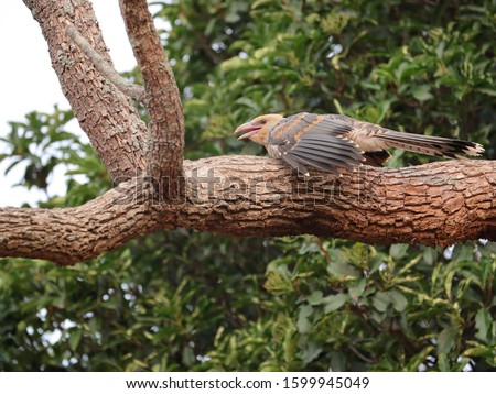 baby Channel-billed Cuckoo Bird on a tree branch